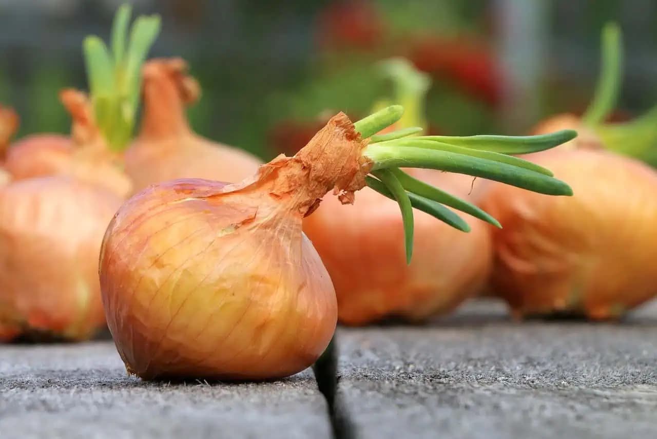 Vďaka týmto trikom vám uskladnená cibuľa nezačne klíčiť: Takto vám vydrží oveľa dlhšie!