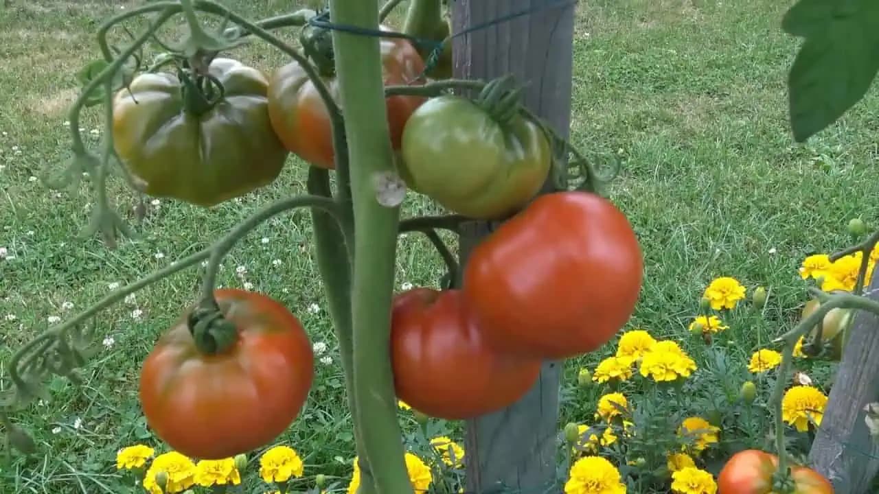 Pestovanie paradajok od semienka po sadeničky: Perfektná metóda, vďaka ktorej budete mať z jednej paradajky debničku plnú sadeníc!!