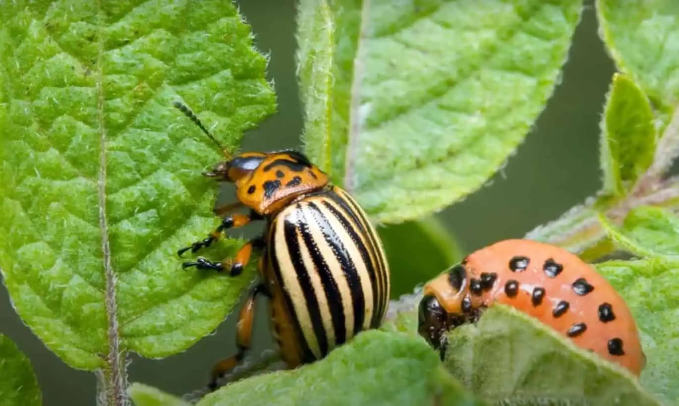 Zbohom pásavka zemiaková: Vďaka týmto radám sa viac nemusíte báť zničenej úrody zemiakov!
