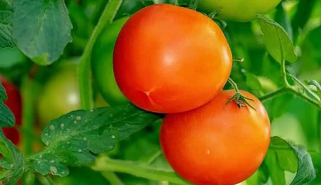 Perfektný ochranný postrek pre paradajky si pripravíte doma v kuchyni: Ide to aj BEZ CHÉMIE!