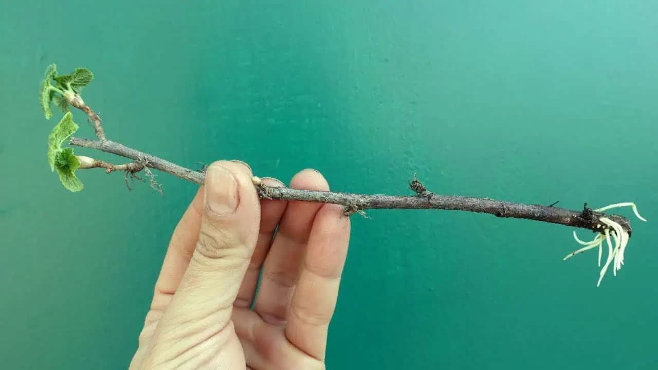 Skvelý spôsob ako zakoreniť ríbezle za 7 dní: Stačí keď poznáte tieto 4 triky!