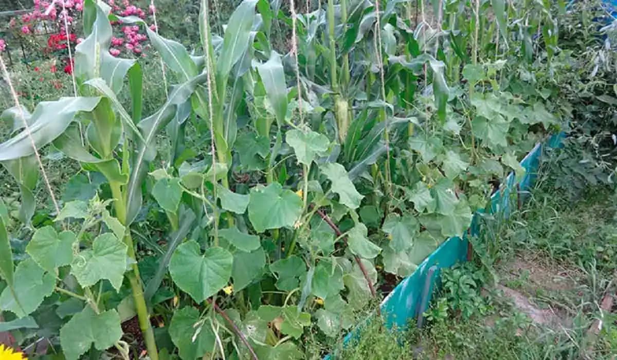 Zasaďte kukuricu medzi priesady uhoriek a zapamätajte si túto radu na každú sezónu: Najväčšia pomoc pre každého záhradkára!