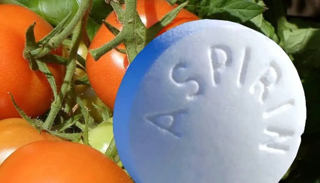 Toto je skvelá vec na odrezky, aj sadenice: Dajte im jednu tabletu aspirínu a nepotrebujete hnojivo, ani zakoreňovač!