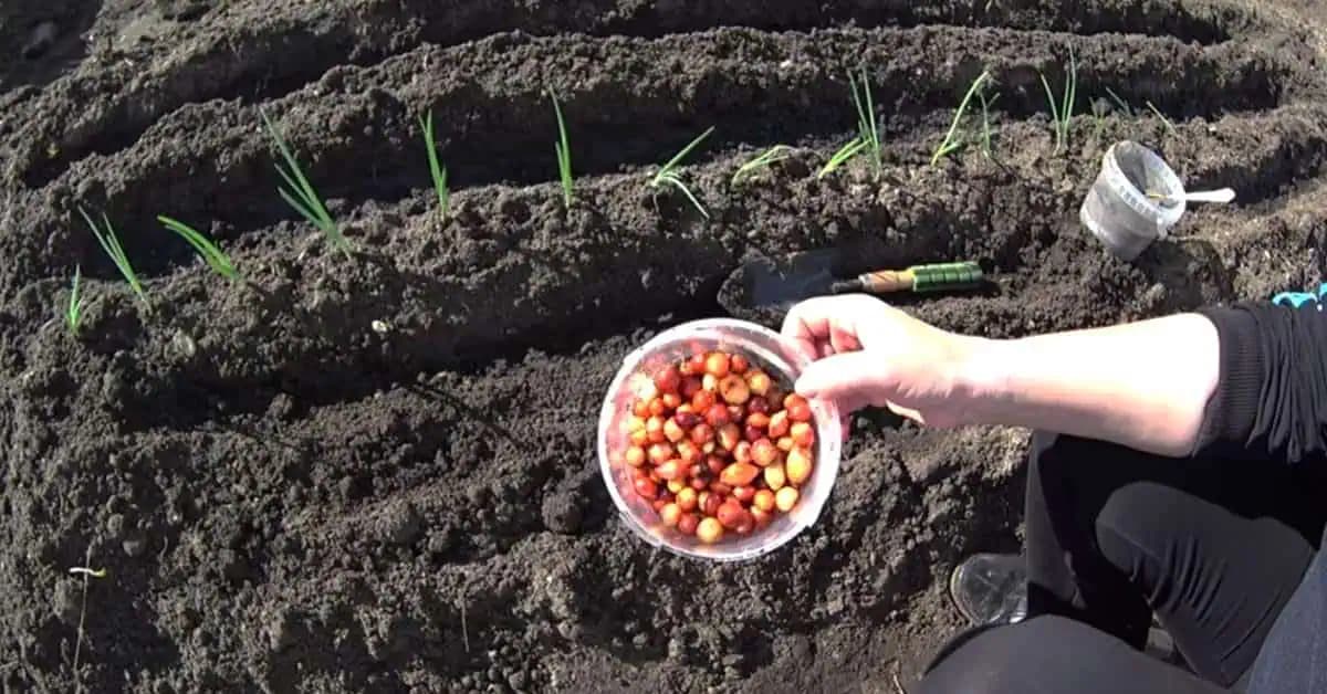 Originálny spôsob pestovania cibule: Ak máte v záhrade ťažkú pôdu, toto je najlepšia metóda, s ktorou dosiahnete bohatú úrodu!