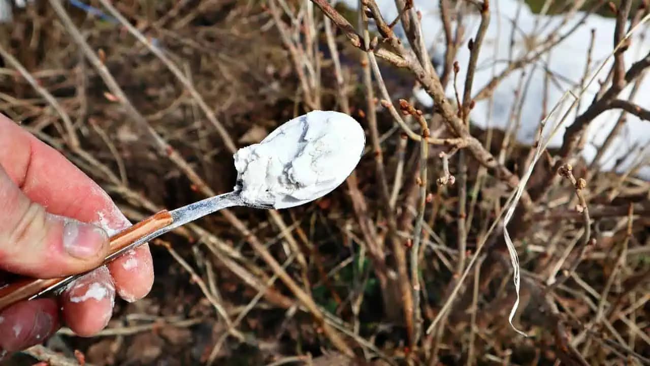 Dajte teraz na jar ríbezliam 2 lyžice tejto výživy: Vaša úroda sa zdvojnásobí a plody budú sladšie!