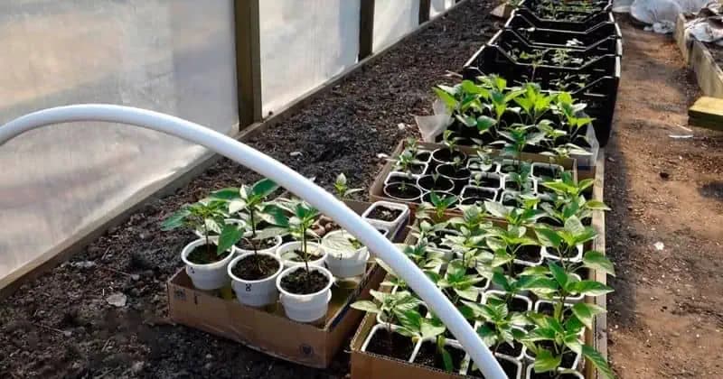 Univerzálna rada, kedy vysadiť sadenice do záhrady: Správny čas je rozhodujúci, aby sadeničky prosperovali!