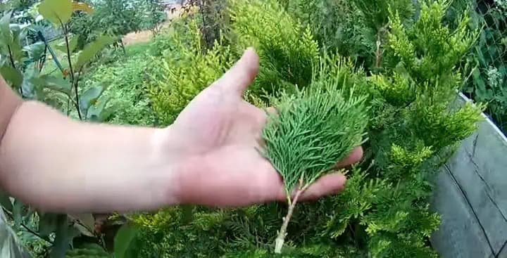 Veľmi jednoduchý spôsob rozmnožovania TUJÍ- potrebujete iba jednu vetvičku: Nové stromy mám zadarmo!