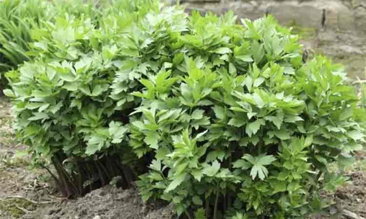 LIGURČEK lieči pľúca, obličky a čistí krv: TU je návod, ako ho pestovať v záhone aj v kvetináči!