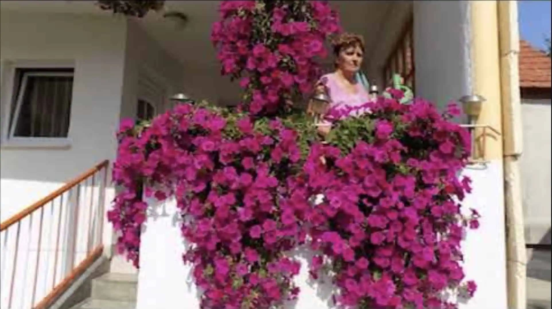 Minulý rok boli skoro zem a kvitli nonstop od jari až do novembra: Môj recept na bujaré kvitnutie SURFÍNIE!