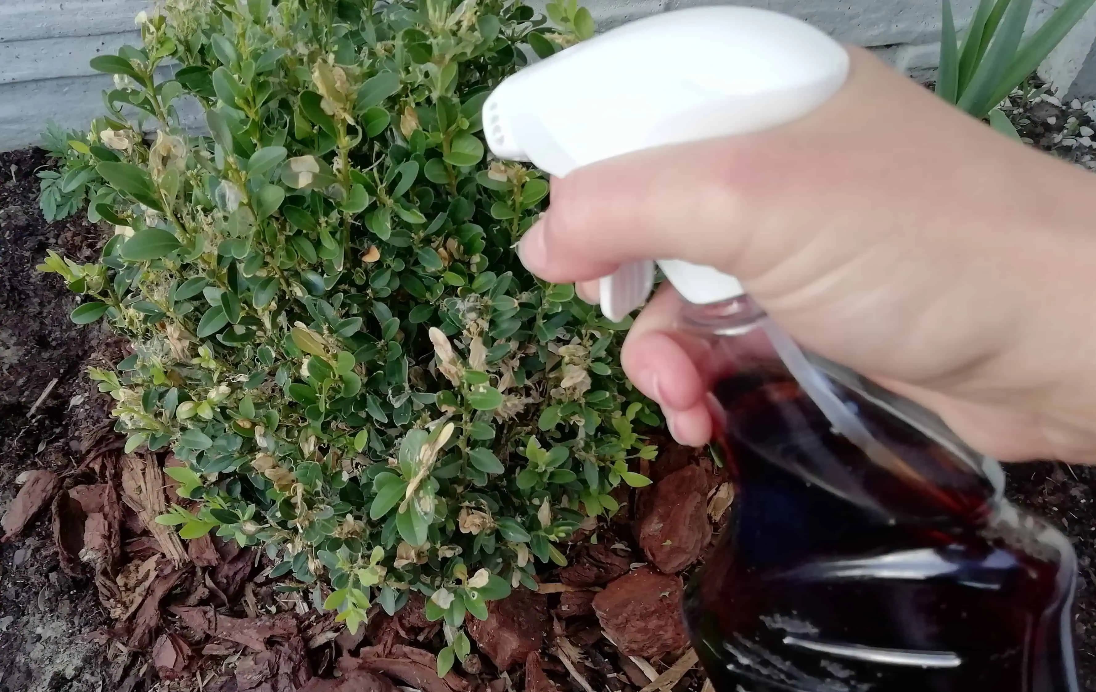 Ak nechcete, aby vám táto háveď zožrala krušpán, nastriekajte ho týmto roztokom!