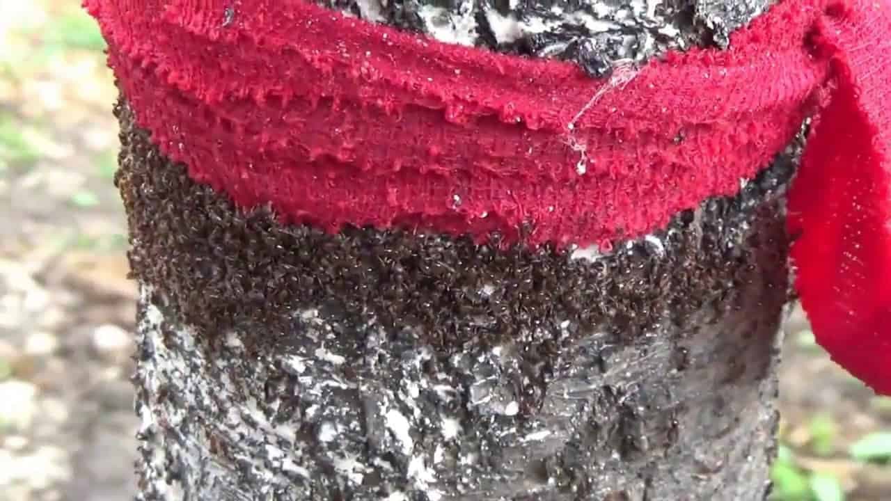 Jednoduchý a osvedčený TRIK môjho suseda, ako sa zbaviť mravcov v záhrade aj BEZ CHÉMIE!