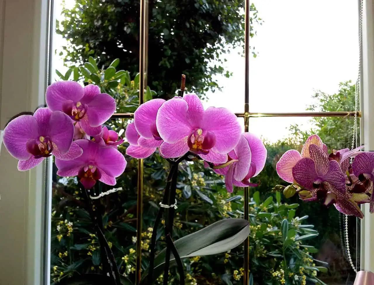 Výdatne posypte a ORCHIDEA rozkvitne: Posilní púčiky a narovná zvráskavené listy!