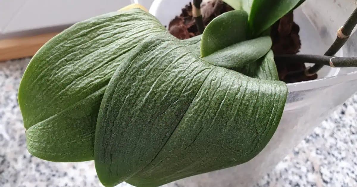 Ak sú listy orchidey ochabnuté, dajte jej prvú pomoc a urobte toto!