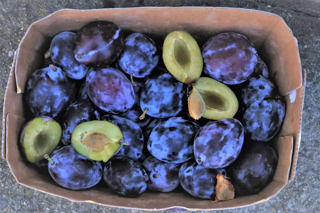 Pestovateľ sliviek poradil, ako premeniť kvety na bohatú úrodu a zároveň ochrániť slivky pred chorobami!