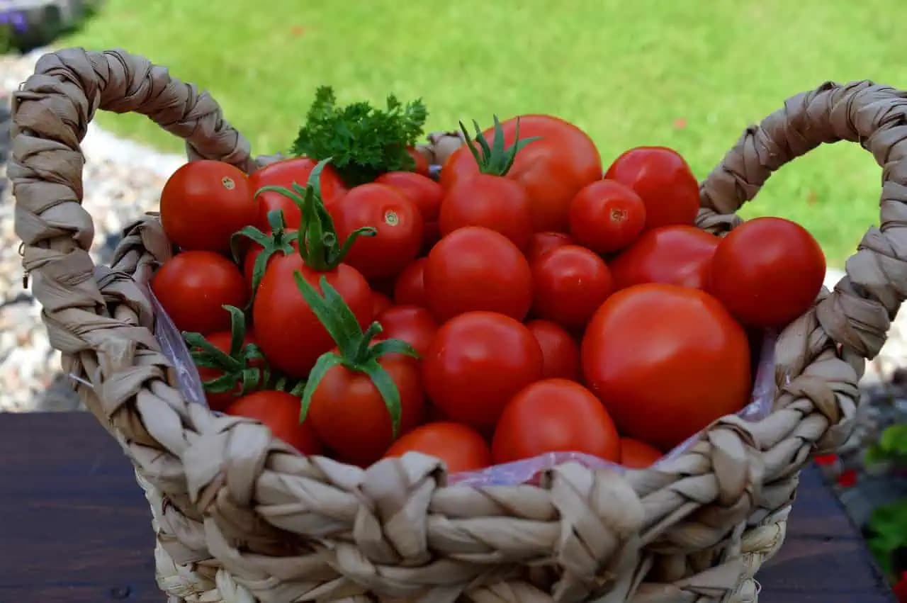 Zázračný liek na bohatú úrodu paradajok! Tento domáci recept funguje ako kúzlo!