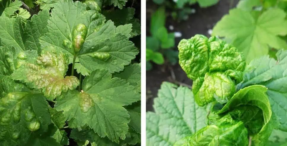 Zbavte sa vošiek, ktoré si brúsia zuby na vaše ríbezle: Vďaka tejto metóde BEZ CHÉMIE sa ich zbavíte raz dva a vaša úroda bude zachránená!
