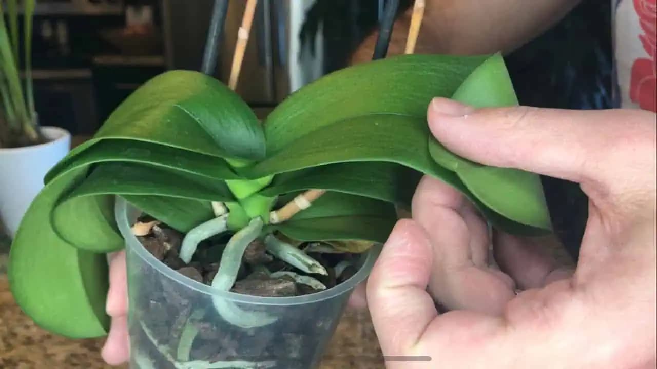 Uvädnutá orchidea si zaslúži druhú šancu: Takto jednoducho jej znova vdýchnete život a odmení vás krásnymi kvetmi!