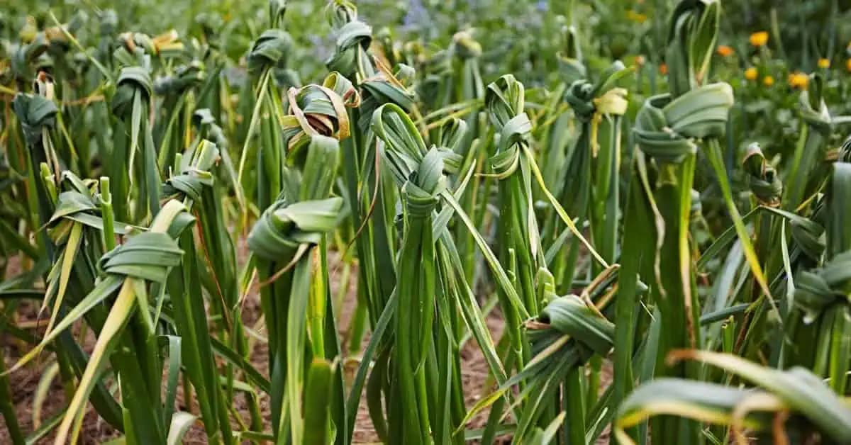 Prečo VIAZAŤ listy cesnaku na uzol: Ľutujem, že som o tom nevedela skôr – úžasný účinok!