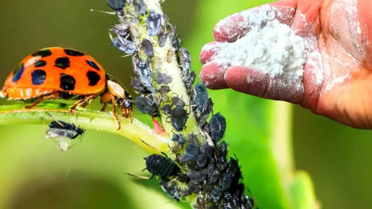 Zbavte sa nenávidených vošiek rýchlo a BEZ CHÉMIE: Tento domáci postrek s nimi zatočí!