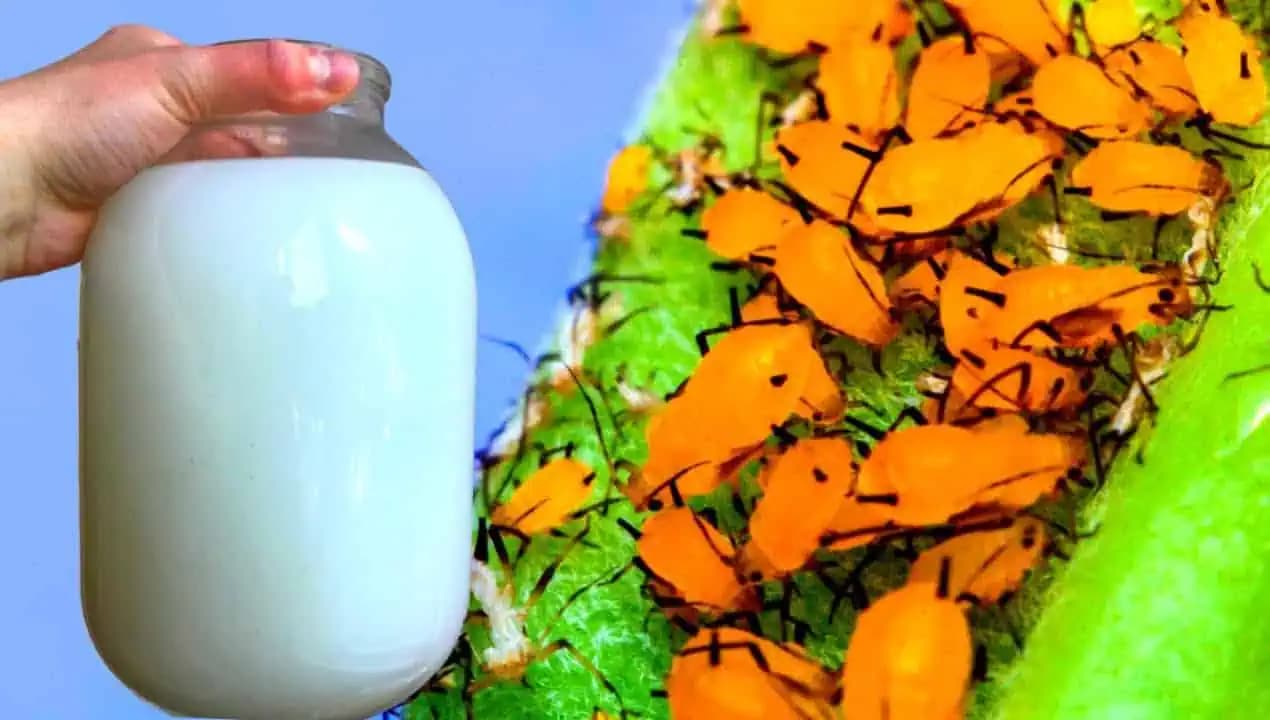 Účinná prírodná zbraň proti voškám: Lacné riešenie, ktoré vám zachráni záhradu aj BEZ CHÉMIE!