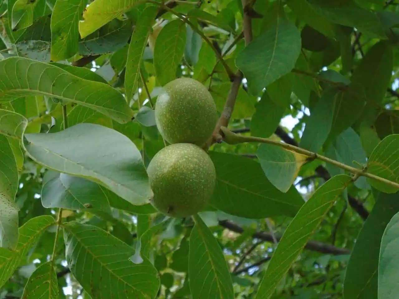 Skryté poklady orechových listov: Liečivé účinky a domáce recepty od krému až po čaj!