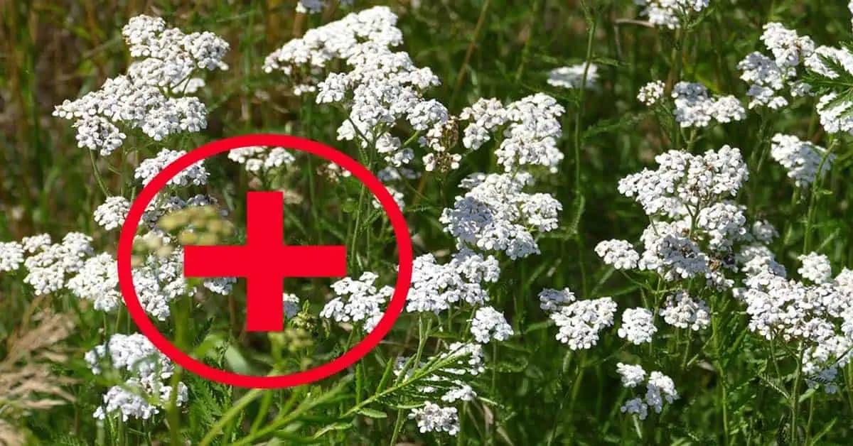 Obyčajná rastlina z našich lúk a celá lekáreň nemá toľko zdravotných výhod: DÔVOD, prečo ju doma musí mať každá jedna žena!