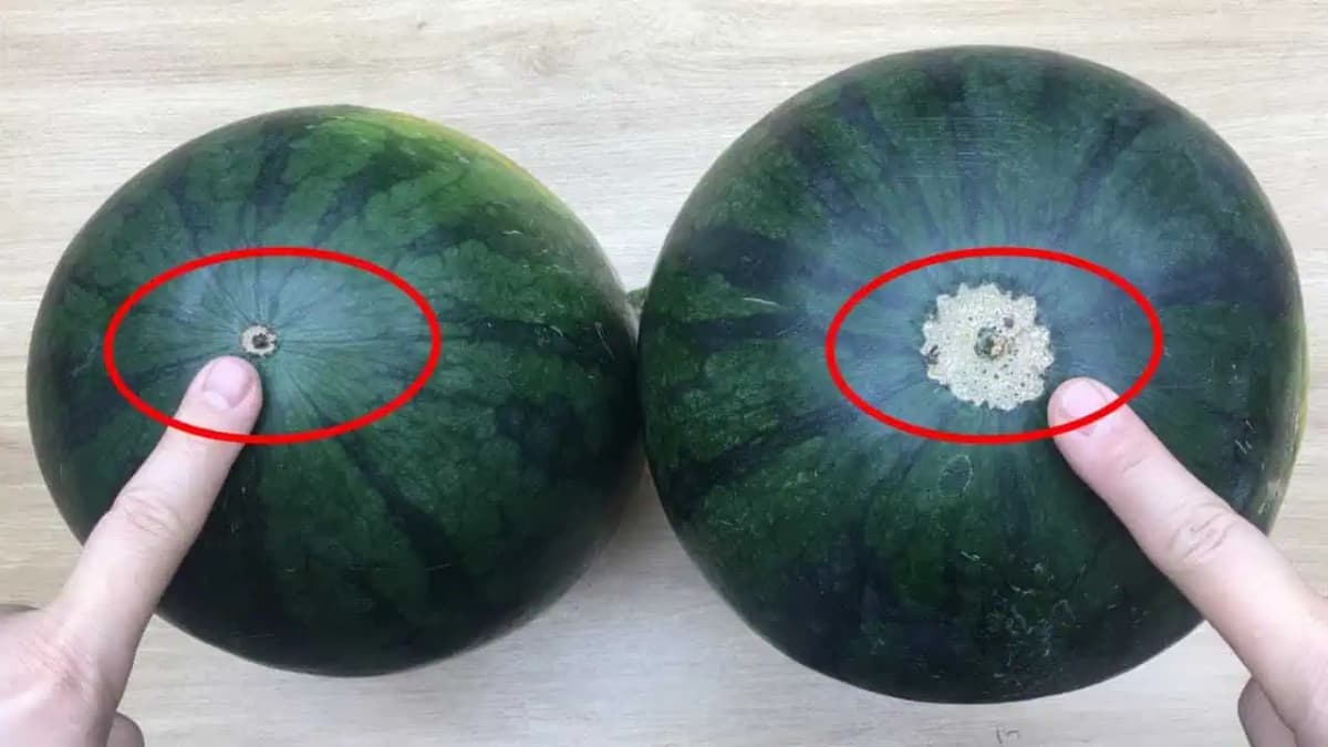 Pozrite sa na toto miesto a vždy si vyberte čerstvý, sladučký a šťavnatý melón!