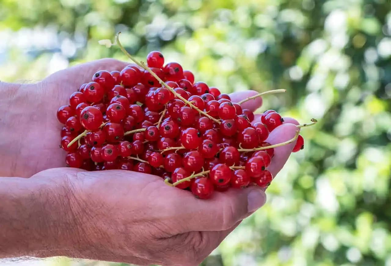 Po zbere úrody ríbezlí sa takto postarajte o kríčky: Vďaka tomu sa môžete tešiť na bohatú úrodu aj na budúci rok!