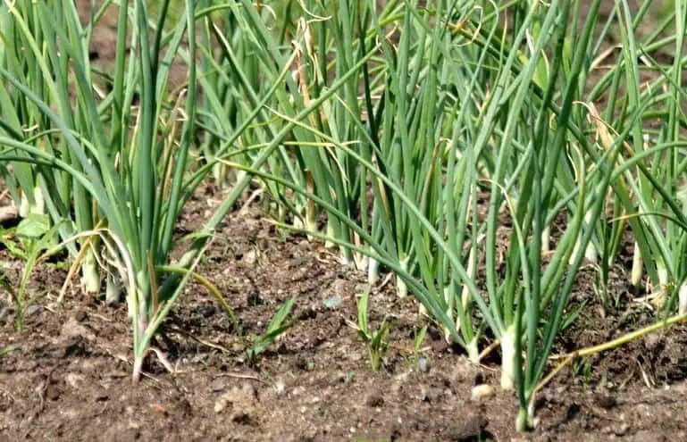 Zasaďte ju k CESNAKU a bude rásť ako blázon: Úroda vás prekvapí!