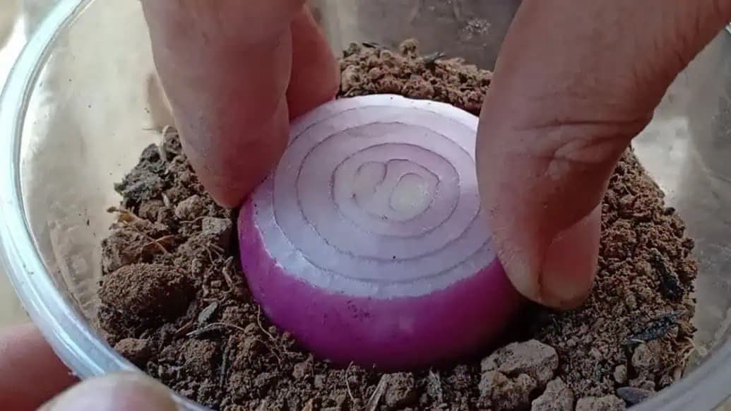 Unikátna metóda pestovania cibule: Vypestujte si ju takto jednoducho v plastových pohároch!