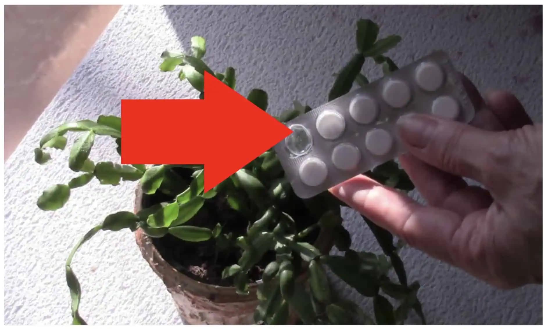 Majiteľka kvetinárstva zdieľa overený DOMÁCI trik na vianočný kaktus: LEN 1 tabletka do vody a začne nahadzovať puky!