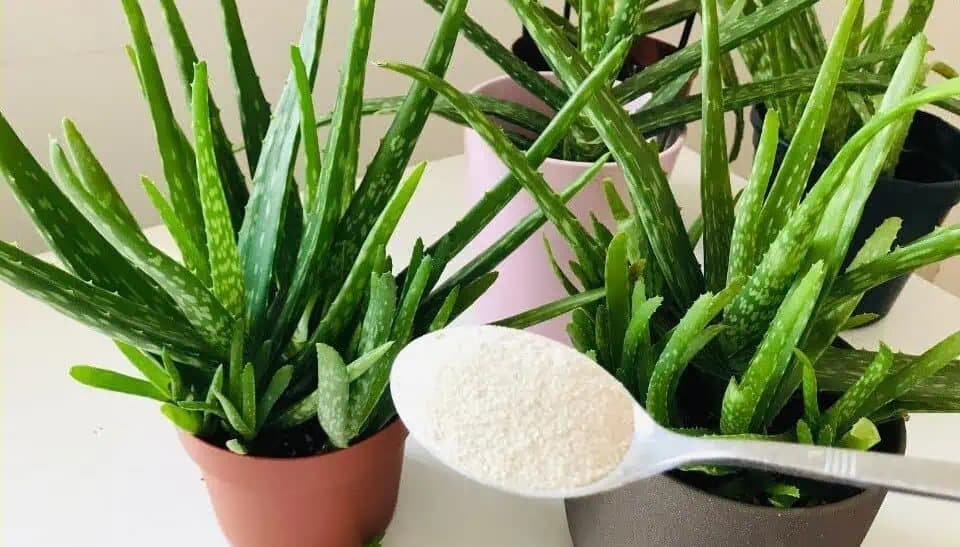 1 LYŽICA do kvetináča a moja Aloe vera sa rozrástla o nové listy: Teraz môžem LIEČIVÉ rastliny aj predávať!