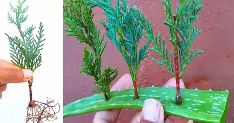 Jednoduchý spôsob, ako si namnožiť tuje z odrezkov: Vďaka tejto metóde si z jednej tuje vypestujete celý živý plot!