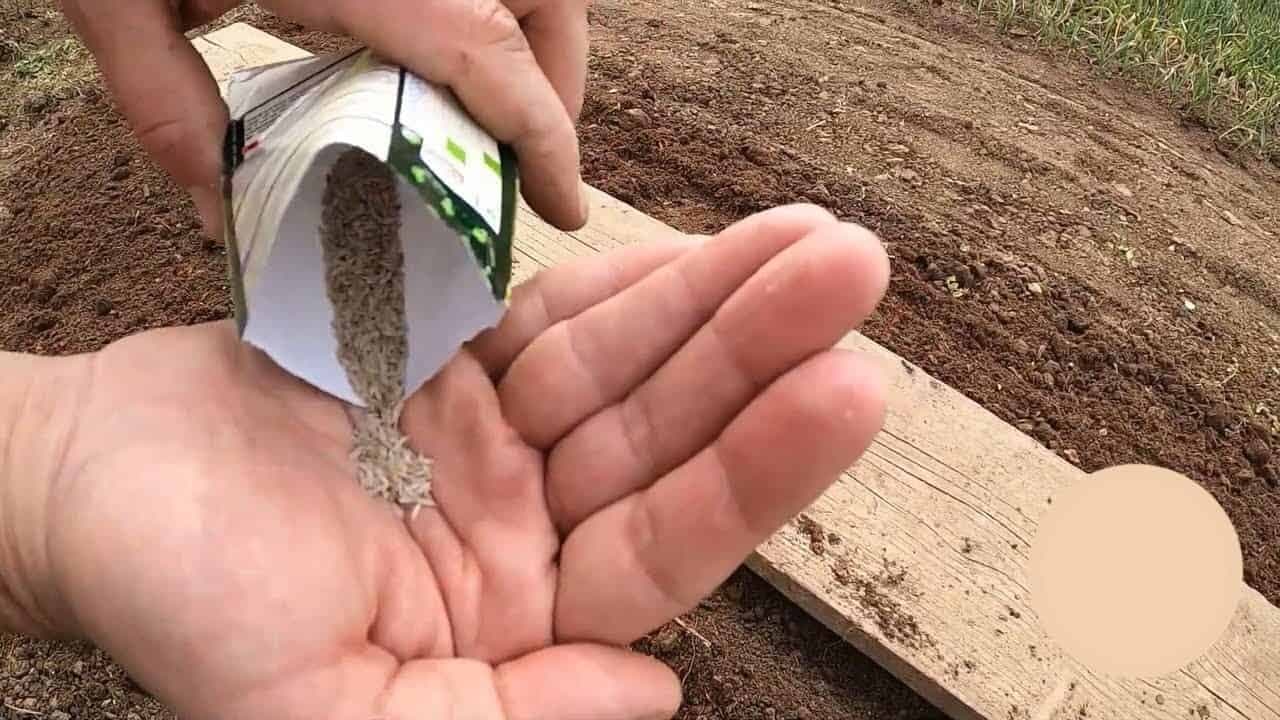 Čo vysiať do záhonov v októbri/novembri? TU je zoznam zeleniny, ktorá odolá aj tuhým mrazom a prinesie bohatú úrodu!