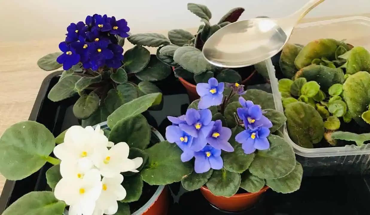 Už mi rozkvitli všetky FIALKY a dokonca aj stará orchidea: Stačí len lyžica tohoto ZÁZRAKU raz za 15 dní!