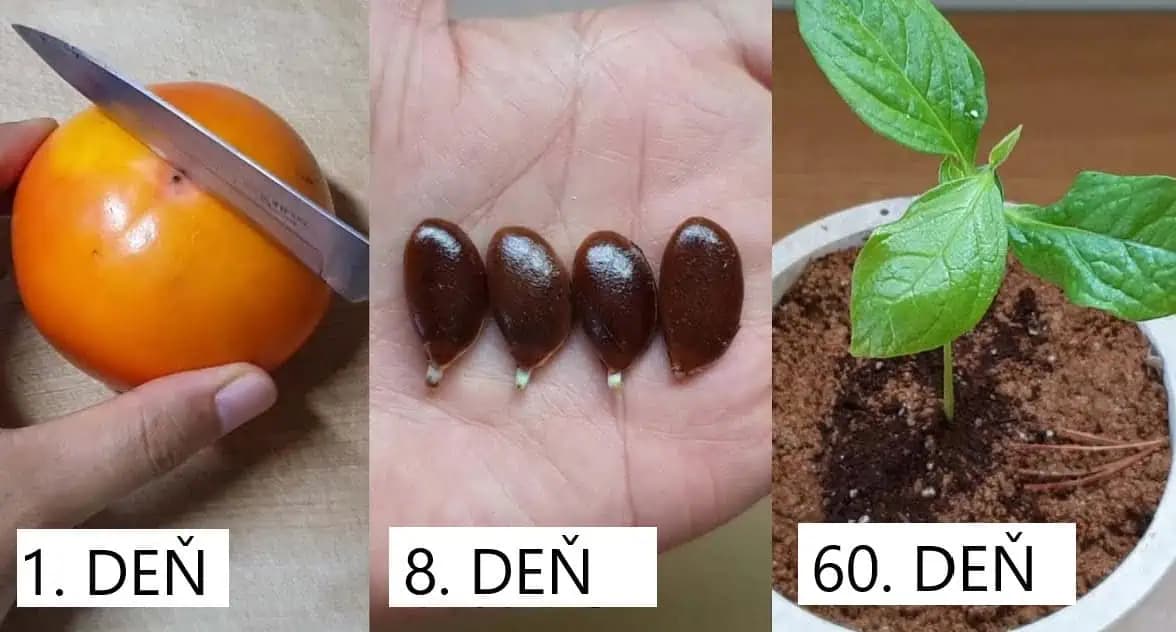 Naučte sa, ako vypestovať vlastné HURMIKAKI zo semienka a už ich nikdy nemusíte kupovať: TU je postup!