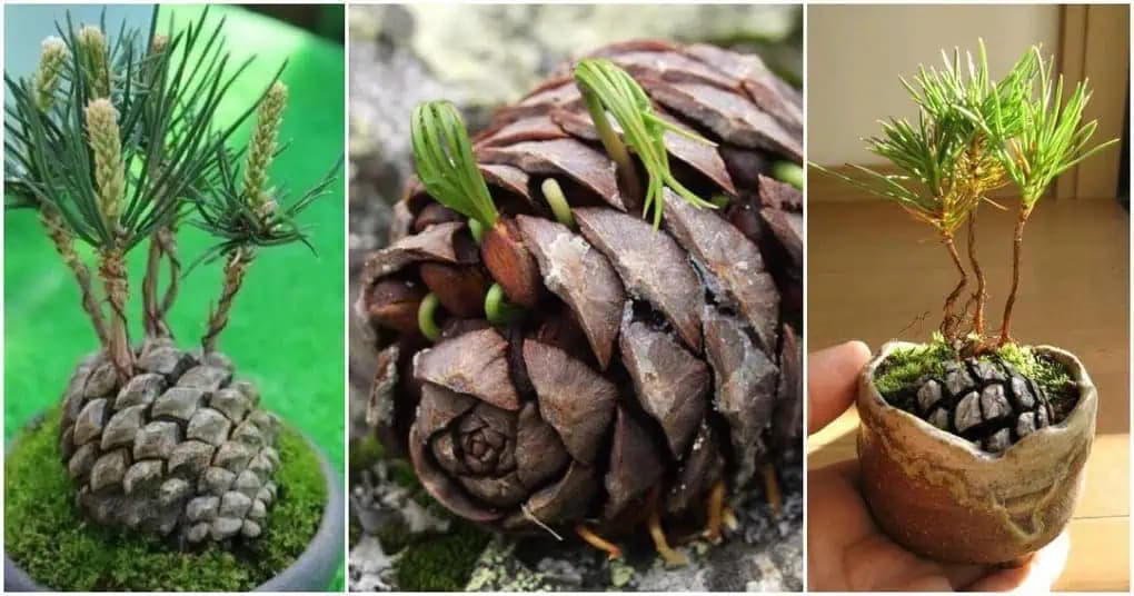 Vypestujte si zo šišky takúto rozkošnú malú borovicu: Krásna dekorácia do bytu, ktorá prináša šťastie!