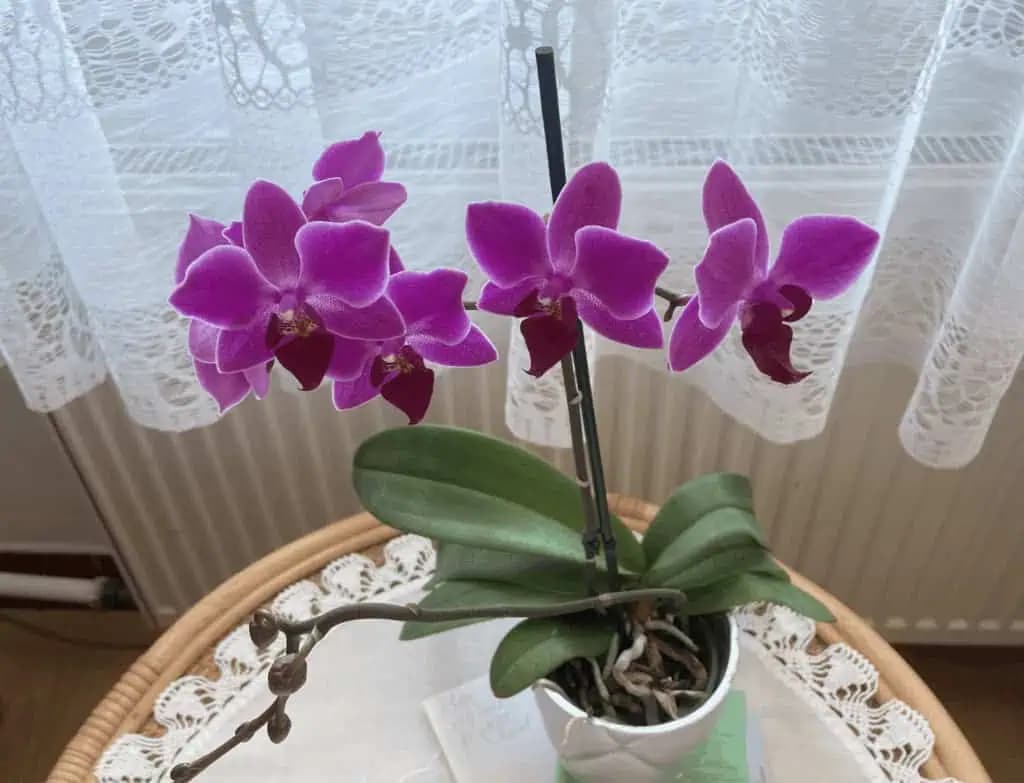 Ak chcete, aby vaša orchidea bohato kvitla, doprajte jej túto prírodnú výživu!