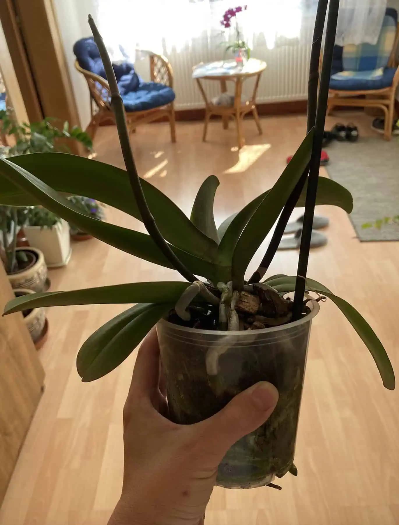 Tento trik s FĽAŠOU pomôže oživiť aj orchideu s mŕtvymi koreňmi: Stačí LEN 1 mesiac a má nové korene!