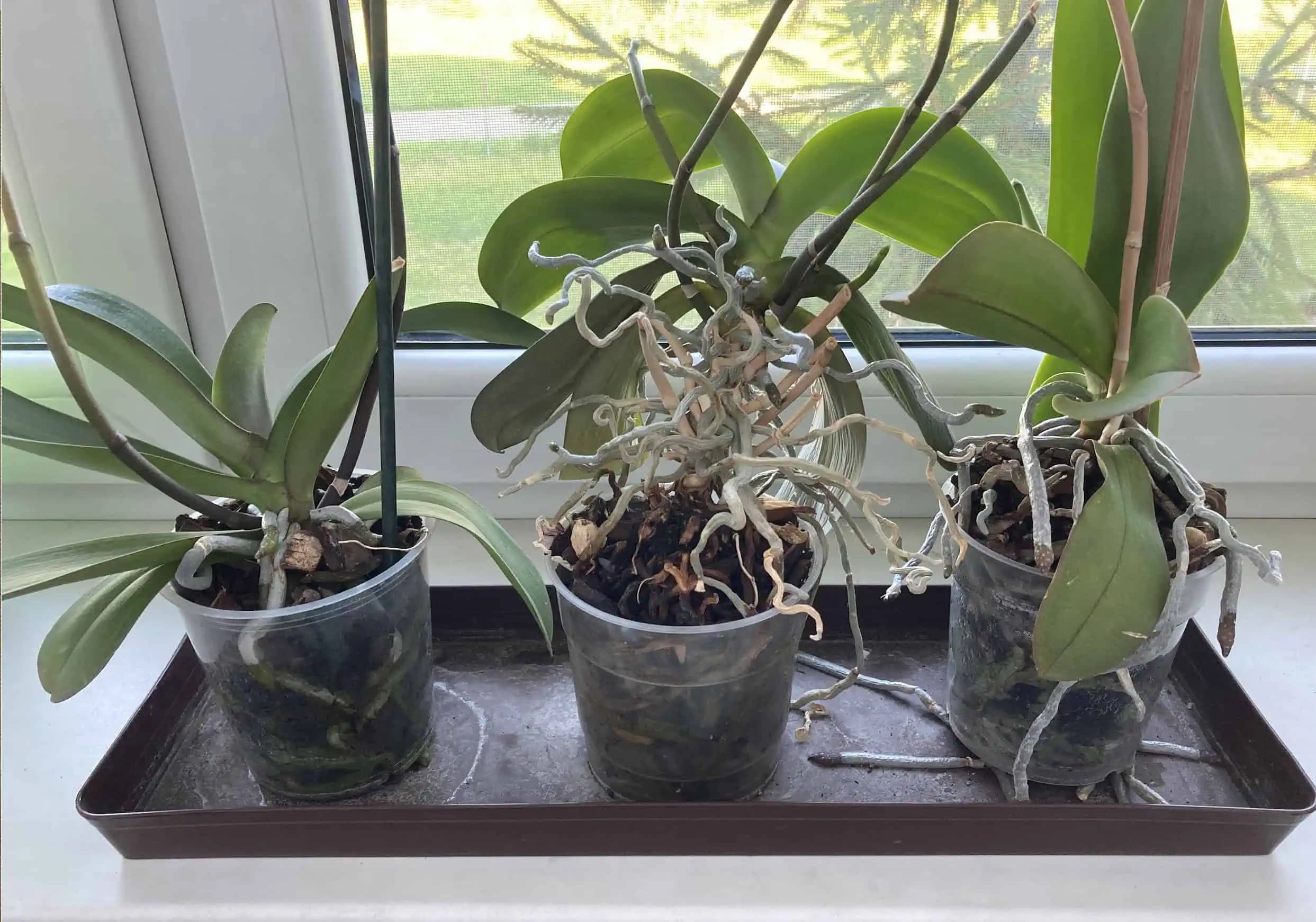 Prečo korene orchideí vychádzajú z kvetináča a čo s tým robiť?