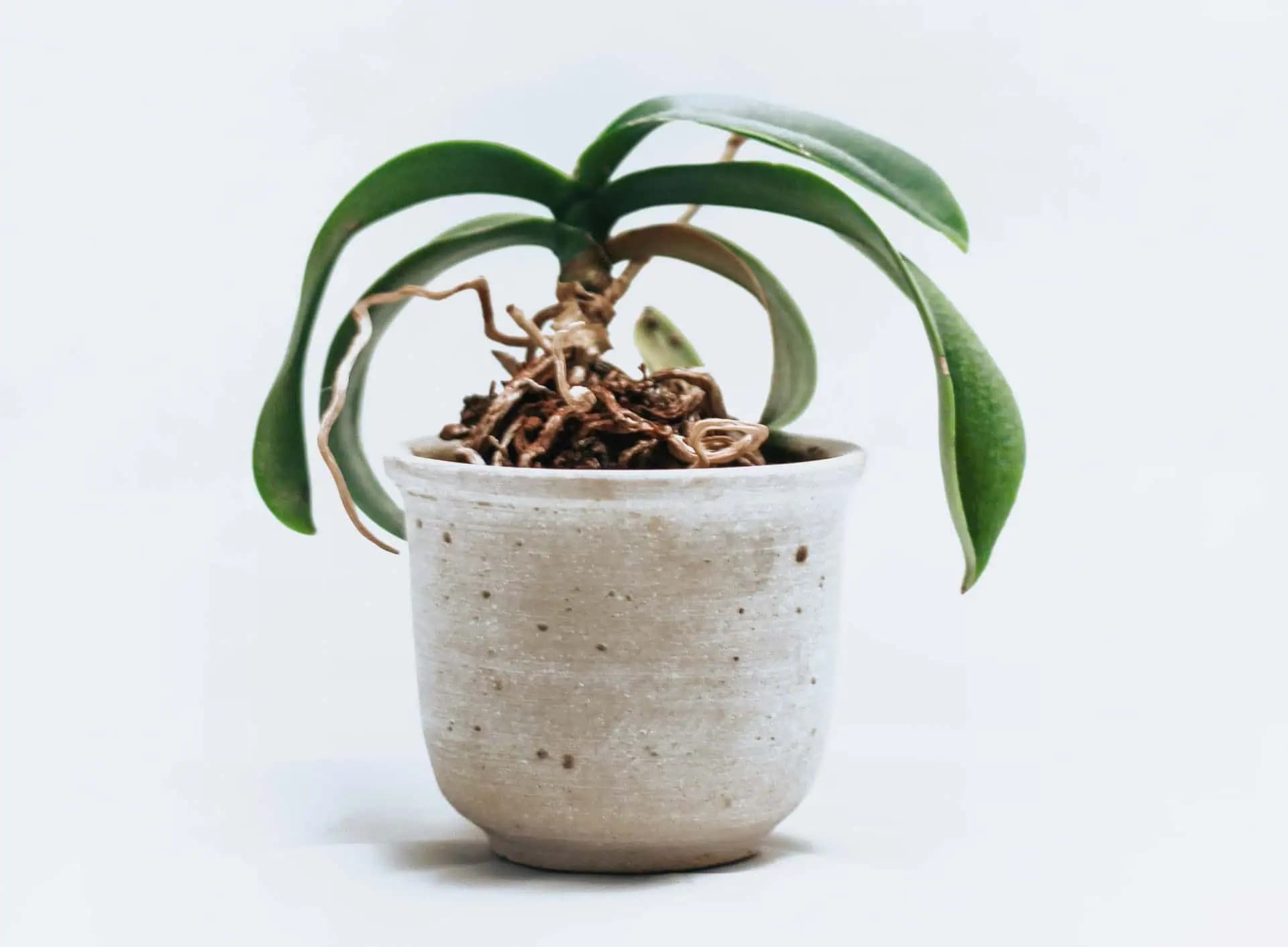 Ak vaša orchidea neprosperuje, niekedy stačí urobiť túto jednu jednoduchú vec!