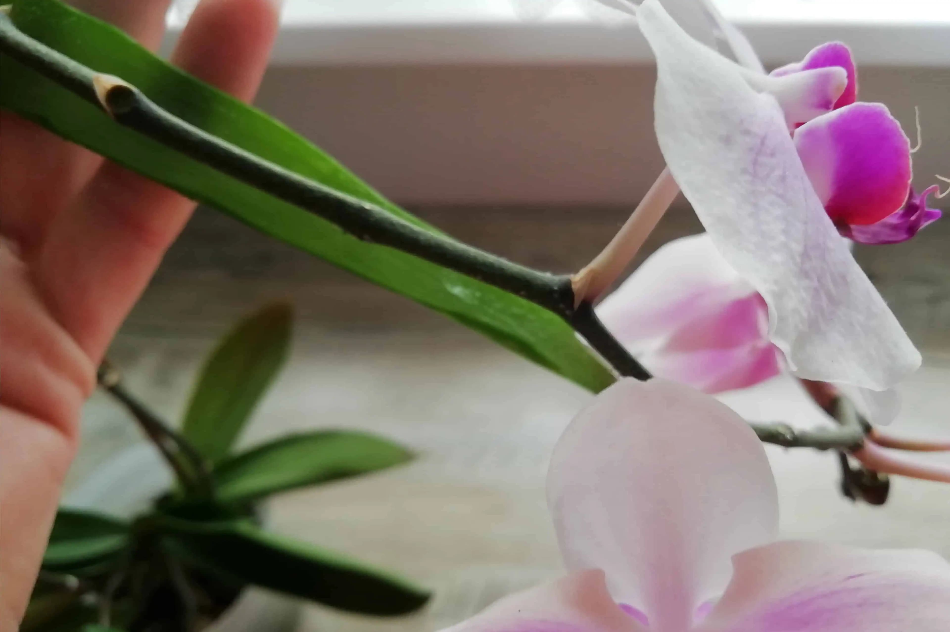Doprajte svojim orchideám túto starostlivosť: Stonka už nevysychá a tvorí sa 2-krát VIAC kvetov!