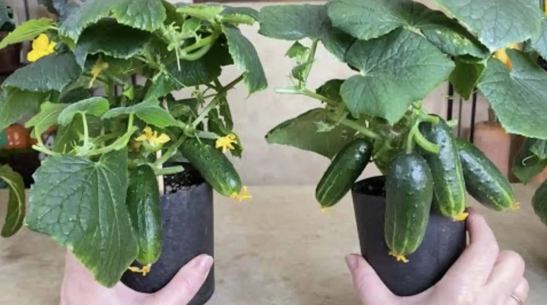 Najlepšie odrody uhoriek na pestovanie v tomto roku