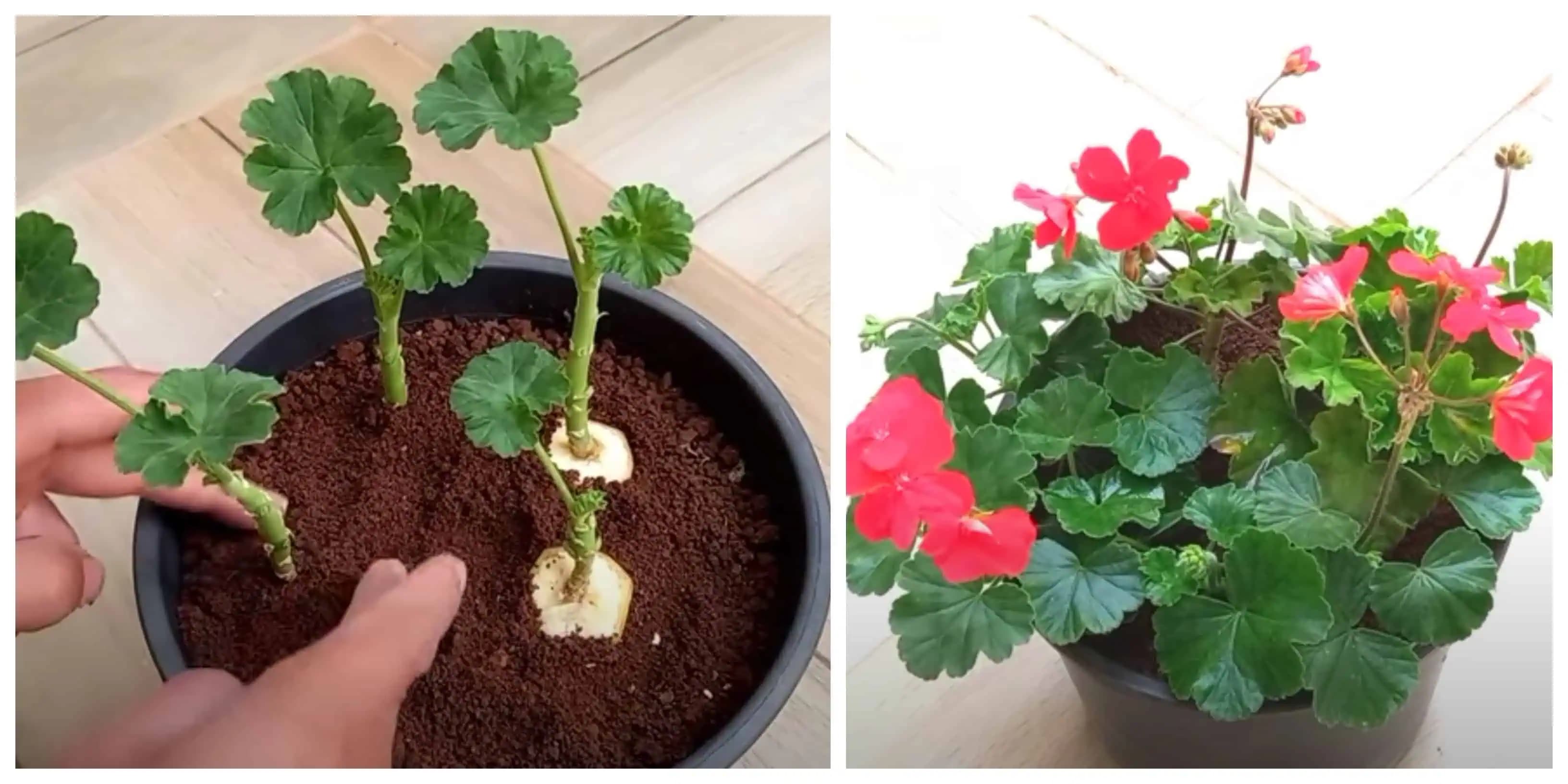 Pestovateľ ukázal tajný trik, ako zaručene zakoreniť MUŠKÁTY: Vďaka tejto metóde máte SILNÉ sadenice úplne zadarmo!