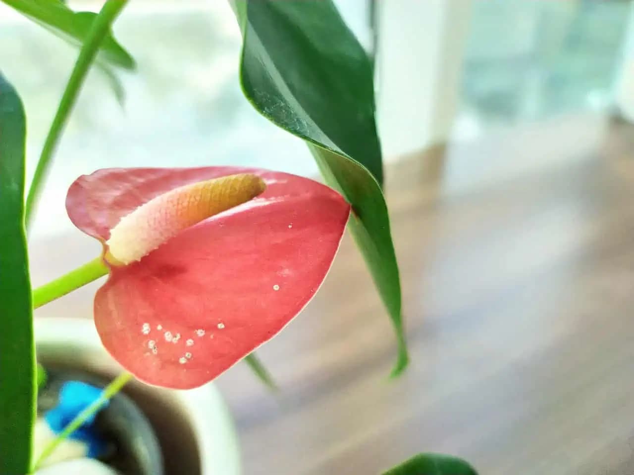 Naučila som všetkých svojich priateľov, ako rozmnožiť antúriu z LISTU: Efekt je úžasný!