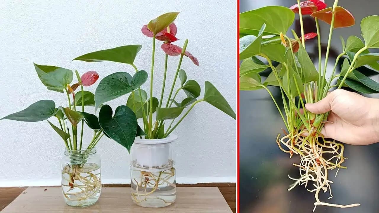 Najjednoduchší spôsob, ako pestovať Antúriu (Anthurium): Absorbuje škodlivé plyny vo vzduchu!