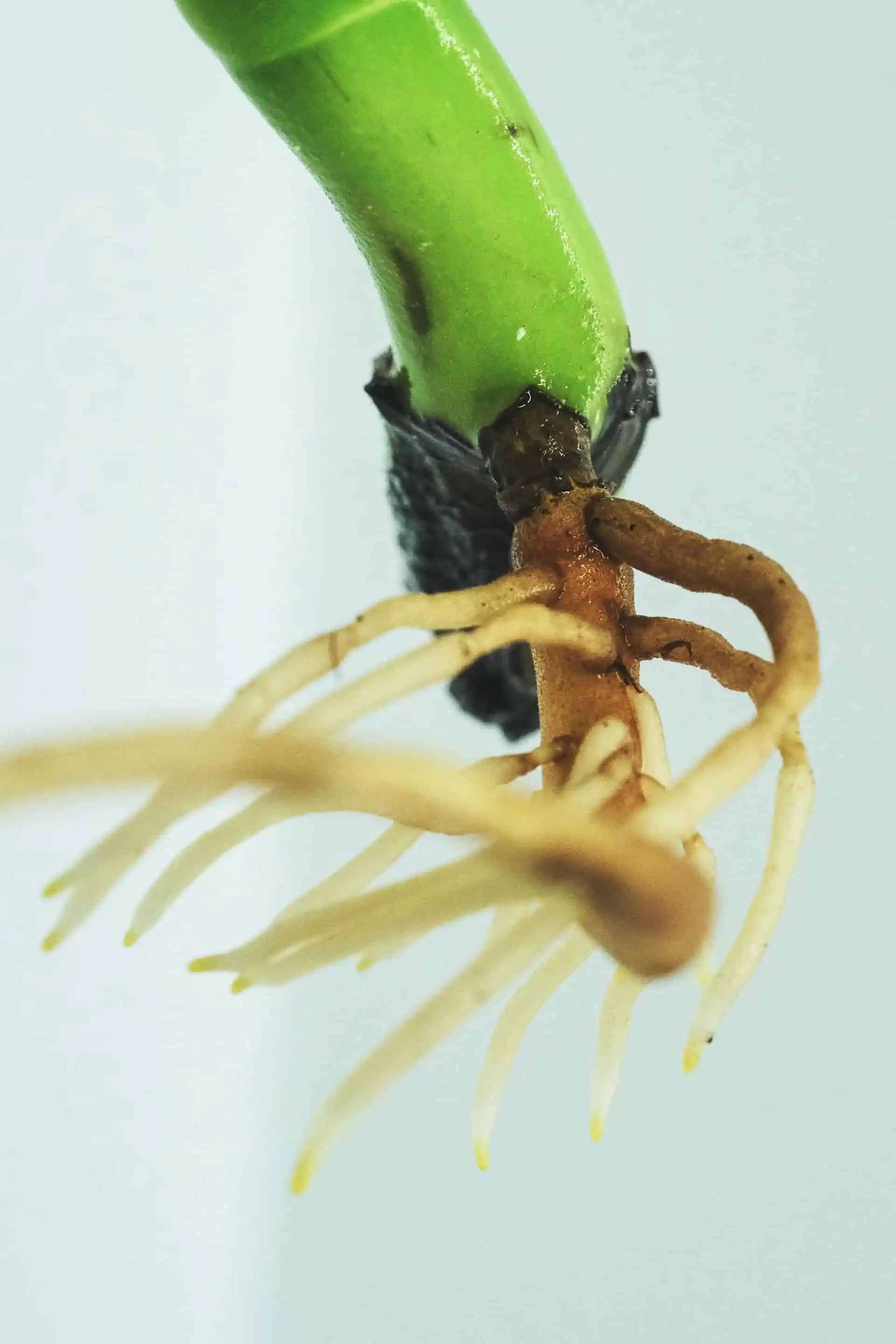 5 SILNÝCH domácich hormónov na zakoreňovanie: Rýchlo a ľahko zakorení akákoľvek vetva!