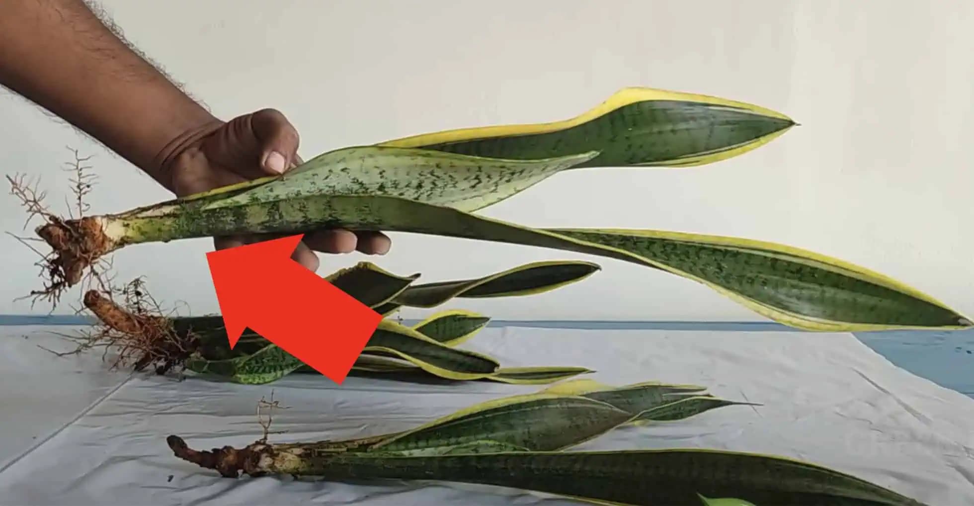 Nenechávajte ju v črepníku, toto vyzerá úžasne: Pestovateľ ukázal úžasný nápad, ako pestovať SVOKRIN JAZYK – teraz vyzerá ako z výstavy!