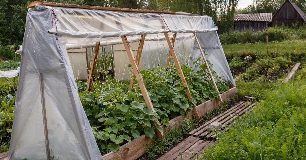Najlepšie riešenia pre uhorky: Nechajte sa inšpirovať a vyberte si ten najlepší skleník alebo fóliovník do vašej záhrady!