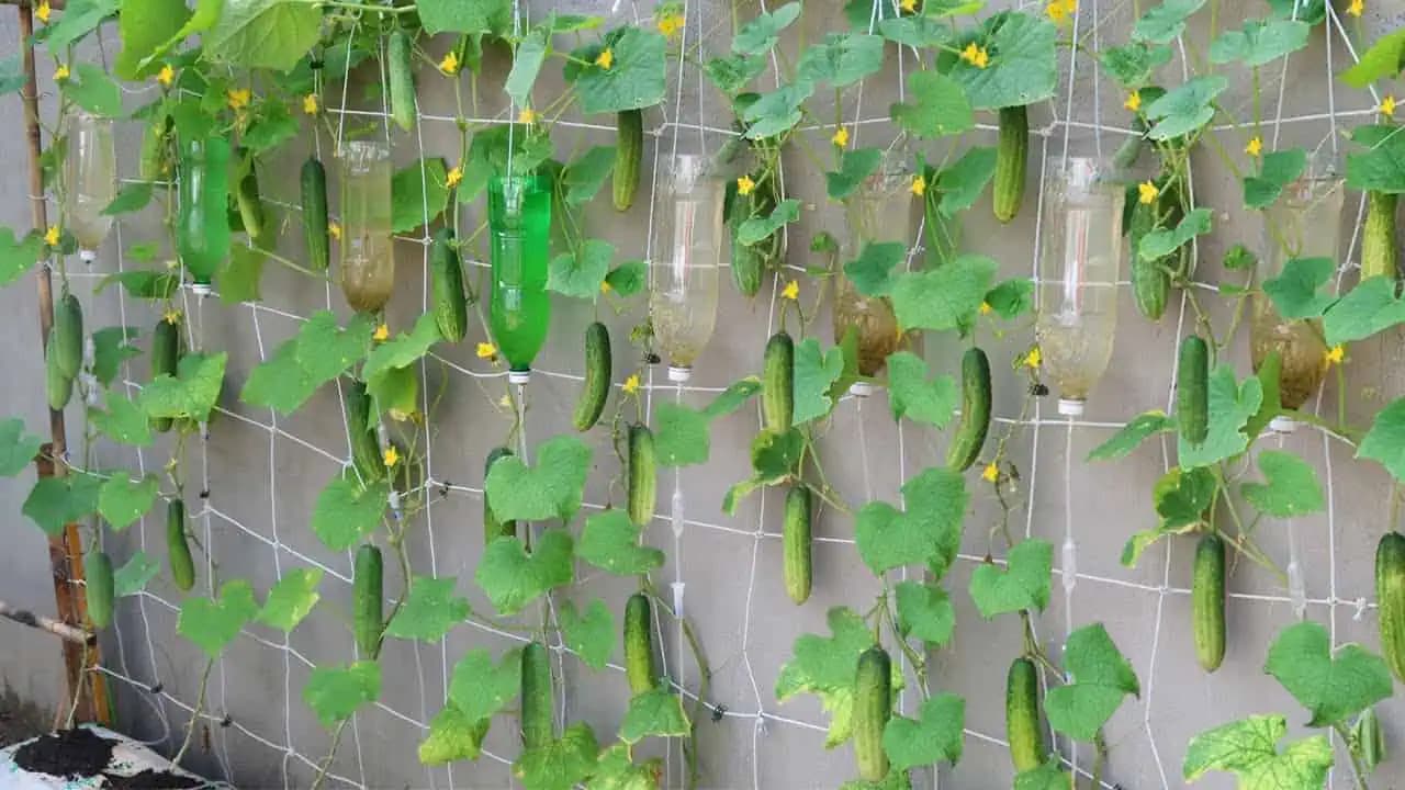 Návod, ako vypestovať silné sadenice uhoriek: Bohatá úroda zaručená!